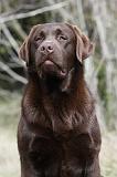 LABRADOR 740